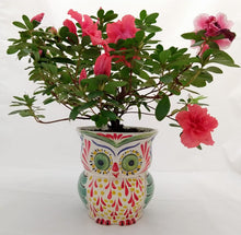 Owl Flower Pot 5.5" Height MultiColors
