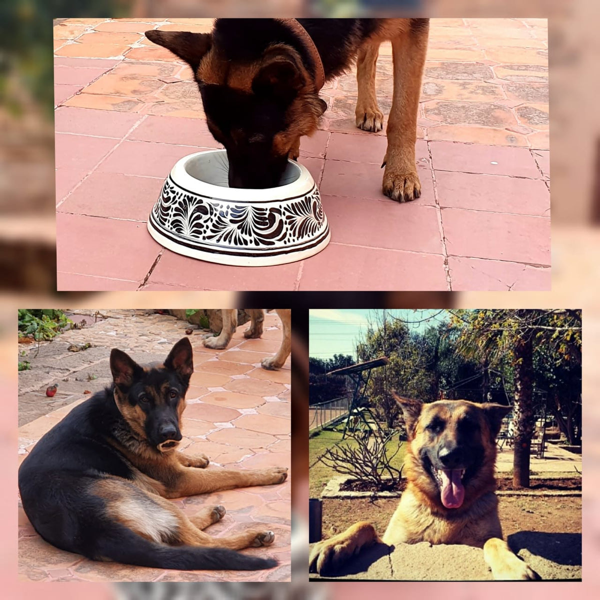 Dog Bowl Set of 2 Large & Small Black and White
